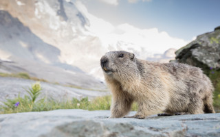 Marmot mountain rock blue sky - the mountain free wallpaper