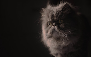 Fuzzy cat portrait chiaroscuro realistic - chiaroscuro free wallpaper