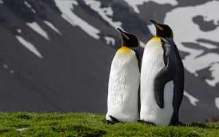 Penguins hill snow mountains grass - the background and grass free wallpaper