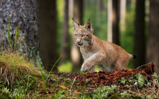 Lynx forest dandelion nature motion - dirt free wallpaper for desktop