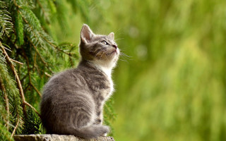 Cat rock looking up trees - the sky and trees free wallpaper