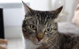 Cat bed camera blurry background - maya free wallpaper