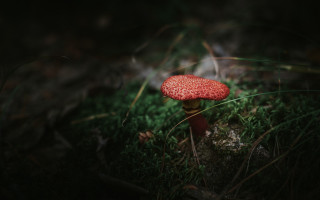 Red mushroom green field night - the dark night free wallpaper