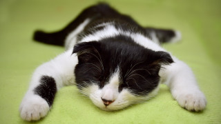 Black white cat sleeping green - cat free wallpaper
