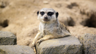 Small animal rock pile beach - a small animal sitting free wallpaper