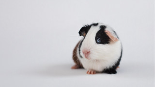 Guinea pig black white rococo - a white surface free wallpaper for desktop