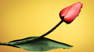 Red flower water droplets green 6 - petal free wallpaper