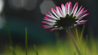 Pink white flower grass macro - celia fiennes free wallpaper