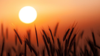 Sunset grass field moon hazy - a hazy sky free wallpaper