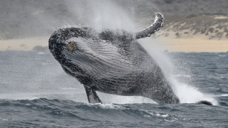 Whale jumping out water rayonism - a whale free wallpaper