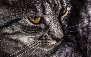 Cat yellow eyes closeup macro - a close up of a cat free wallpaper