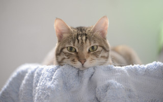 Cat peeking blanket bed blurry - couch free wallpaper