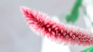 Pink flower green stem white 2 - a green stem in the background free wallpaper