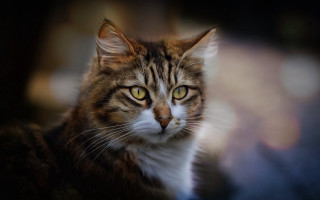 White cat serious eyes renaissance - symmetrical eye free wallpaper