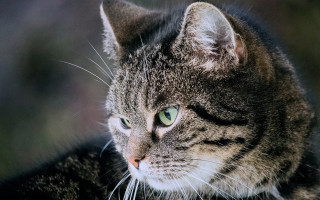 Cat green eyes night bushes - a blurry background of grass and bushes free wallpaper