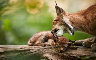 Mother lynx kitten woodland puzzle - in the wood free wallpaper