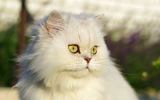 White cat green eyes purple - a white cat free wallpaper