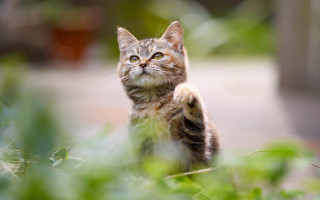 Cat standing grass looking up - something free wallpaper