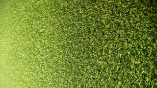 Green wall red fire hydrant - a green wall free wallpaper