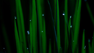 Green grass water drops macro 3 - green grass free wallpaper