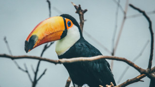Toucan beak branch ecological art - beak free wallpaper for desktop