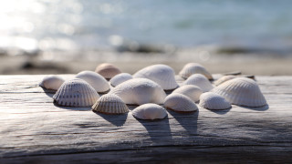 Shells wooden table beach blurry - blurry free wallpaper