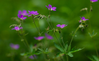 Purple flower field butterfly macro - a close up of a bunch free wallpaper for desktop