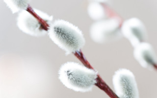 Plant white flowers macro blurry - white flower free wallpaper