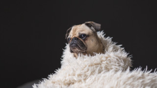 Pug sitting fluffy blanket black - institutional free wallpaper