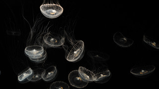 Jellyfish night bioluminescence planet earth - arie smit free wallpaper