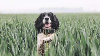 Dog tongue out field beach - his tongue free wallpaper