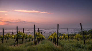 Vineyard yellow flowers foggy sky - vine free wallpaper