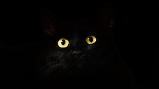 Black cat yellow eyes gothic 17 - black background free wallpaper for desktop