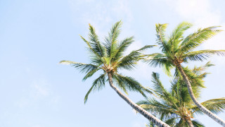 Palm trees blue sky clouds 4 - a group of palm trees free wallpaper