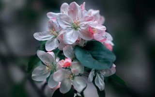 Flower lily pink red white - a close up of a flower free wallpaper for desktop