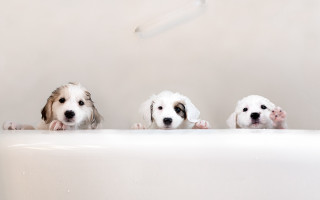 Three dogs bathtub portrait award - their paw free wallpaper