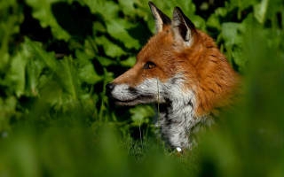 Red fox standing in grass - a red fox free wallpaper