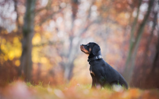 Dog grass looking up autumn - a dog free wallpaper for desktop