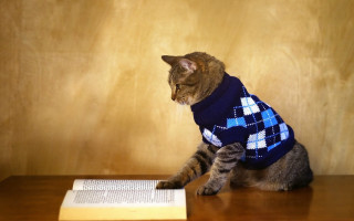 Cat sweater table book pen - academic free wallpaper