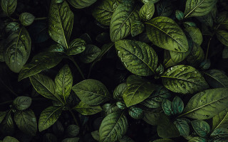 Green leaves water droplets plant - a pile free wallpaper for desktop