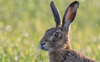 Brown rabbit field grass sky - a field of grass free wallpaper for desktop