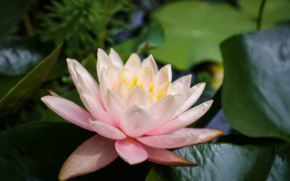 Pink white lily leaf pond - water lily free wallpaper