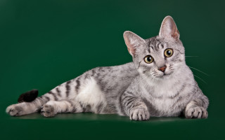 Gray cat black spot green - on free wallpaper