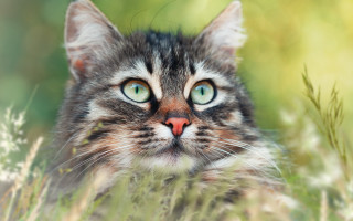 Cat green eyes sitting grass 2 - sad free wallpaper