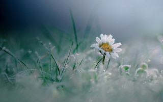White flower dew grass macro - dew free wallpaper