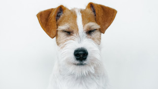 Dog eyes closed white background - verdadism free wallpaper
