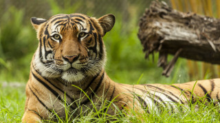 Tiger grass log tree fence - a tiger free wallpaper for desktop