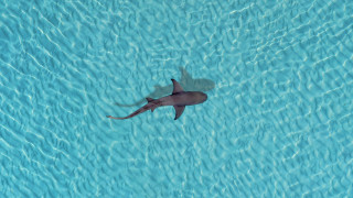 Shark shadow water pool photorealism - the surface of the water free wallpaper