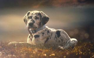 Dalmatian grass sunset outdoor photorealism - a dalmatian dog free wallpaper