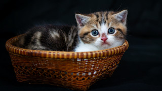 Kitten basket black background blue - a basket free wallpaper